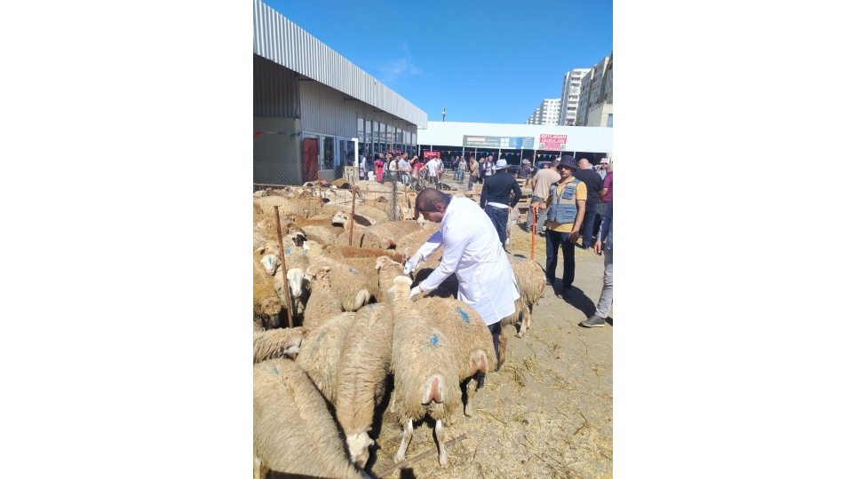 qurban-bayrami-ile-elaqedar-heyvan-satishi-ve-kesimi-yerlerinde-saglamlashdirici-tedbirler-gorulub