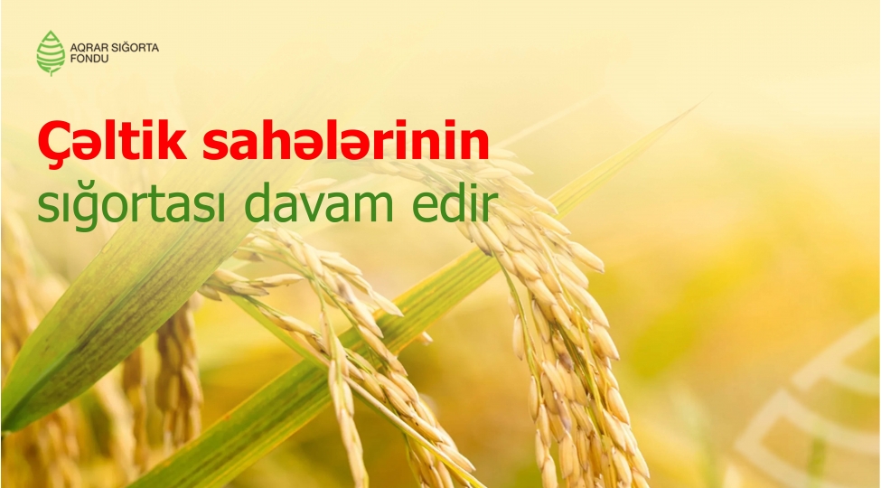 cheltik-sahelerinin-sigortasi-davam-edir-son-10-gun